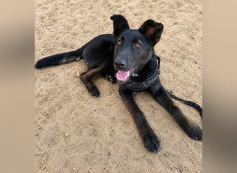 Nerone: Traum für Schäferhund-Freunde