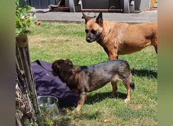 | VIOLETA | auf Pflegestelle in Deutschland | war im Tierheim Cantinho da Milu