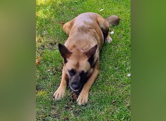 | VIOLETA | auf Pflegestelle in Deutschland | war im Tierheim Cantinho da Milu