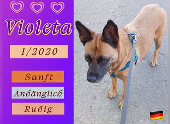 VIOLETA  - ♥️ - bereits in Deutschland - Sehr sanft und anpassungsfähig !