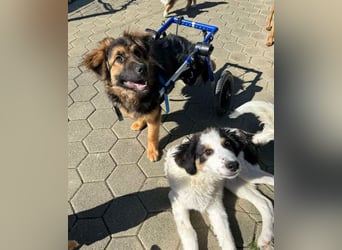 DRACO - der lebensfrohe, junge Rüde möchte so gerne dein vierbeiniger Begleiter sein!