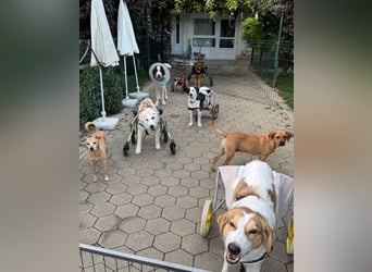 DRACO - der lebensfrohe, junge Rüde möchte so gerne dein vierbeiniger Begleiter sein!