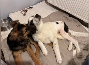 DRACO - der lebensfrohe, junge Rüde möchte so gerne dein vierbeiniger Begleiter sein!