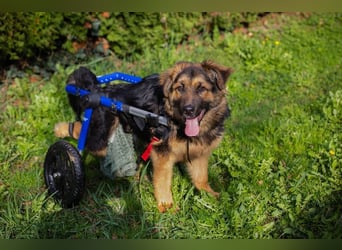 DRACO - der lebensfrohe, junge Rüde möchte so gerne dein vierbeiniger Begleiter sein!