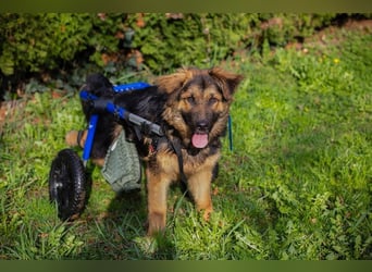 DRACO - der lebensfrohe, junge Rüde möchte so gerne dein vierbeiniger Begleiter sein!