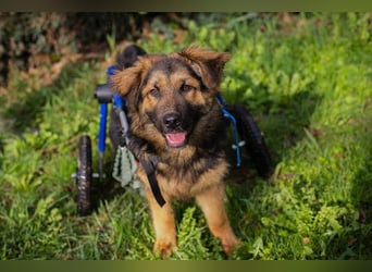 DRACO - der lebensfrohe, junge Rüde möchte so gerne dein vierbeiniger Begleiter sein!