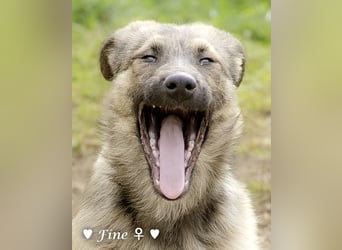 Neue Bilder: Frida und Fine   suchen ab Januar ein Zuhause