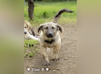 Neue Bilder: Frida und Fine   suchen ab Januar ein Zuhause