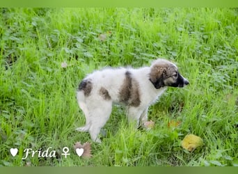 Neue Bilder: Frida und Fine   suchen ab Januar ein Zuhause