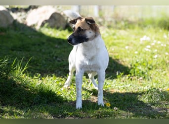 Tara sucht ein neues Zuhause