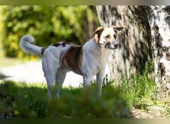 Tara sucht ein neues Zuhause