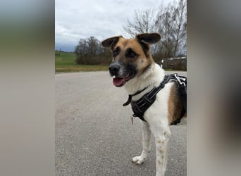 Tara sucht ein neues Zuhause
