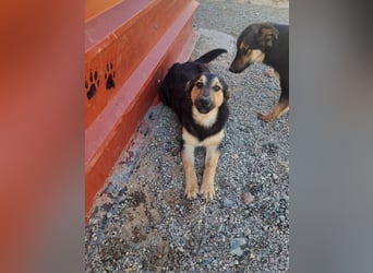 Junger SchäferhundMix KEET sucht sein Zuhause