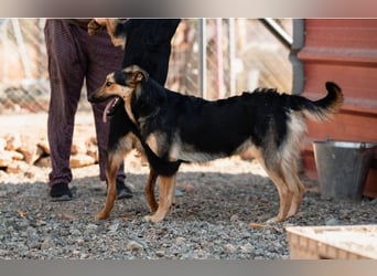 Junger SchäferhundMix KEET sucht sein Zuhause