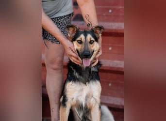Junger SchäferhundMix KEET sucht sein Zuhause