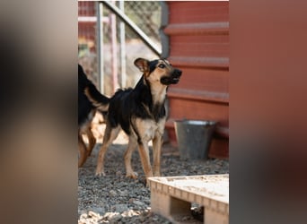 Junger SchäferhundMix KEET sucht sein Zuhause