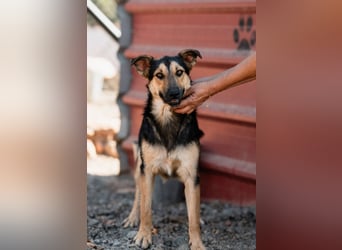 Junger SchäferhundMix KEET sucht sein Zuhause