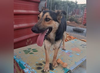Junger SchäferhundMix KEET sucht sein Zuhause
