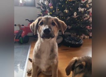 Welpe VUKI sucht perfect match ❤️