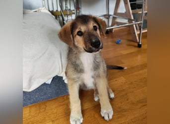 Welpe VUKI sucht perfect match ❤️