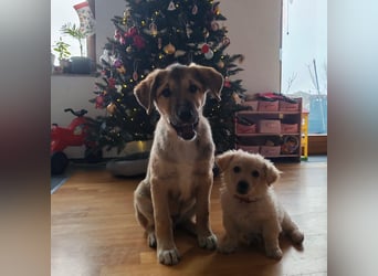 Welpe VUKI sucht perfect match ❤️