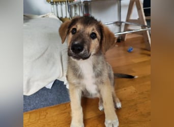 Welpe VUKI sucht perfect match ❤️