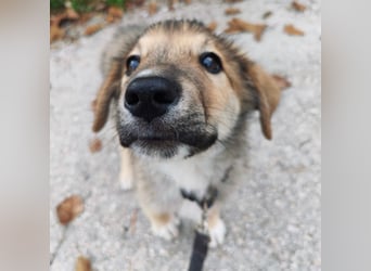 Welpe VUKI sucht perfect match ❤️