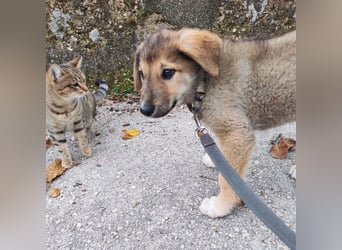 Welpe VUKI sucht perfect match ❤️