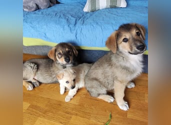 Welpe VUKI sucht perfect match ❤️