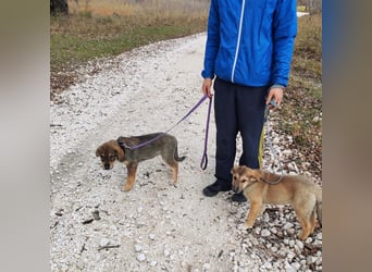 Welpe VUKI sucht perfect match ❤️