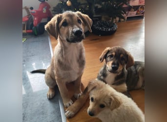 Welpe VUKI sucht perfect match ❤️