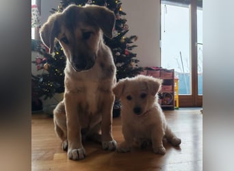 Welpe VUKI sucht perfect match ❤️