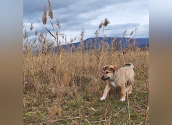 Welpe VUKI sucht perfect match ❤️