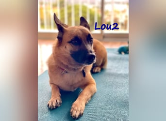 Lou2 geb. 05/2020 (ESP) - menschenbezogener Schäferhund-Mix sucht ein neues Zuhause!