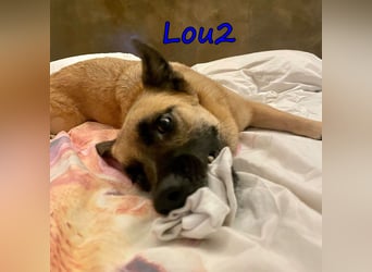 Lou2 geb. 05/2020 (ESP) - menschenbezogener Schäferhund-Mix sucht ein neues Zuhause!