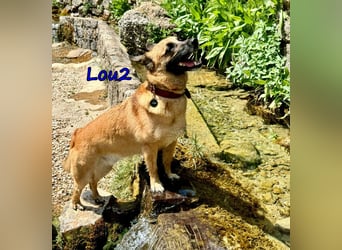 Lou2 geb. 05/2020 (ESP) - menschenbezogener Schäferhund-Mix sucht ein neues Zuhause!