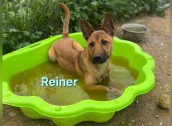 Reiner geb. 12/2025 (ESP) - wacher, fröhlicher Welpe will die Welt entdecken!