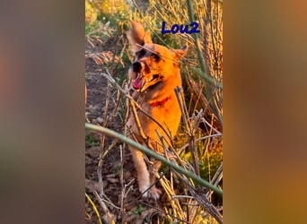 Lou2 geb. 05/2020 (ESP) - menschenbezogener Schäferhund-Mix sucht ein neues Zuhause!