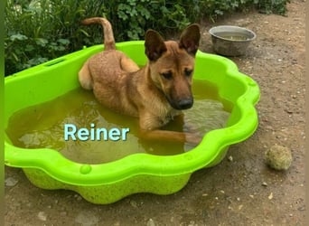 Reiner geb. 12/2025 (ESP) - wacher, fröhlicher Welpe will die Welt entdecken!