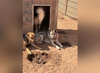 Wer holt Oria zu sich nach Hause?