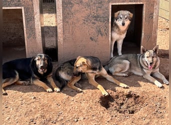 Wer holt Oria zu sich nach Hause?