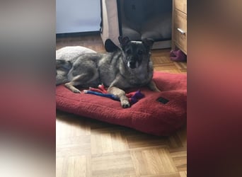 Bobby sucht  ein Zuhause