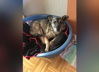 Bobby sucht  ein Zuhause