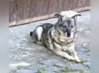 Bobby sucht  ein Zuhause