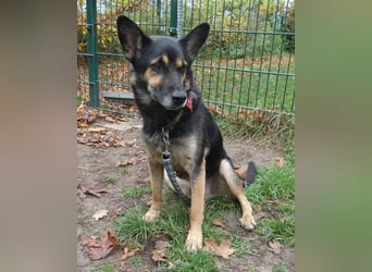 Goofy – der charmante kleine Wirbelwind Goofy – der charmante kleine Wirbelwind