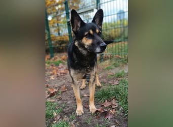 Goofy – der charmante kleine Wirbelwind Goofy – der charmante kleine Wirbelwind