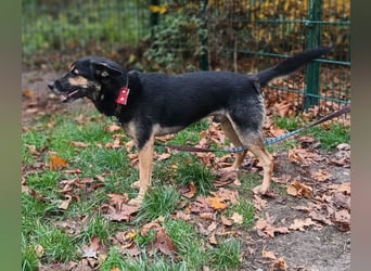 Goofy – der charmante kleine Wirbelwind Goofy – der charmante kleine Wirbelwind