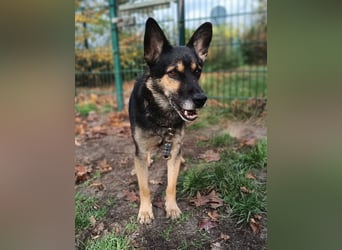 Goofy – der charmante kleine Wirbelwind Goofy – der charmante kleine Wirbelwind