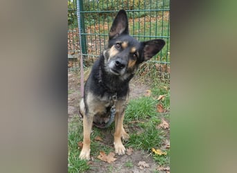 Goofy – der charmante kleine Wirbelwind Goofy – der charmante kleine Wirbelwind