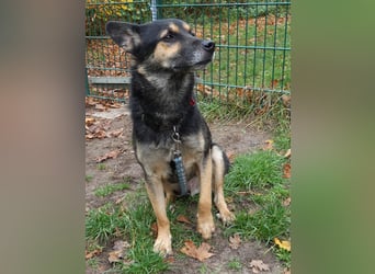 Goofy – der charmante kleine Wirbelwind Goofy – der charmante kleine Wirbelwind